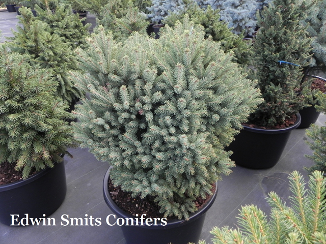 Picea glauca 'Eagle Rock'